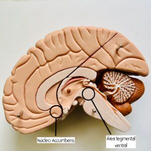 Visión lateral cerebro